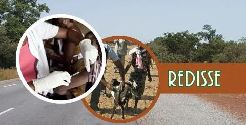 REDISSE